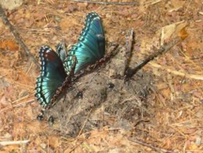 butterflies.jpg